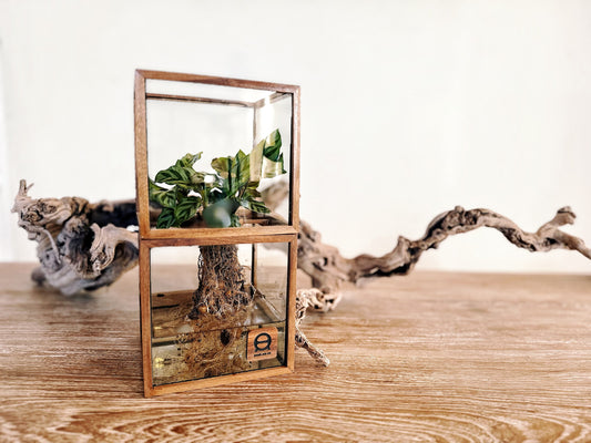 Hydro Bonsai