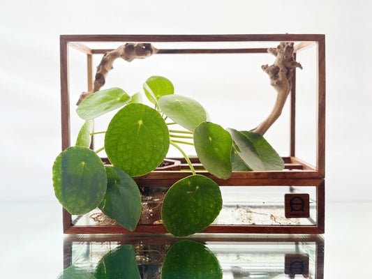 Horizontal Hydro Bonsai