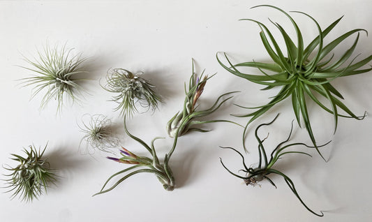 Watering Instructions for AirBonsai (Tillandsia)