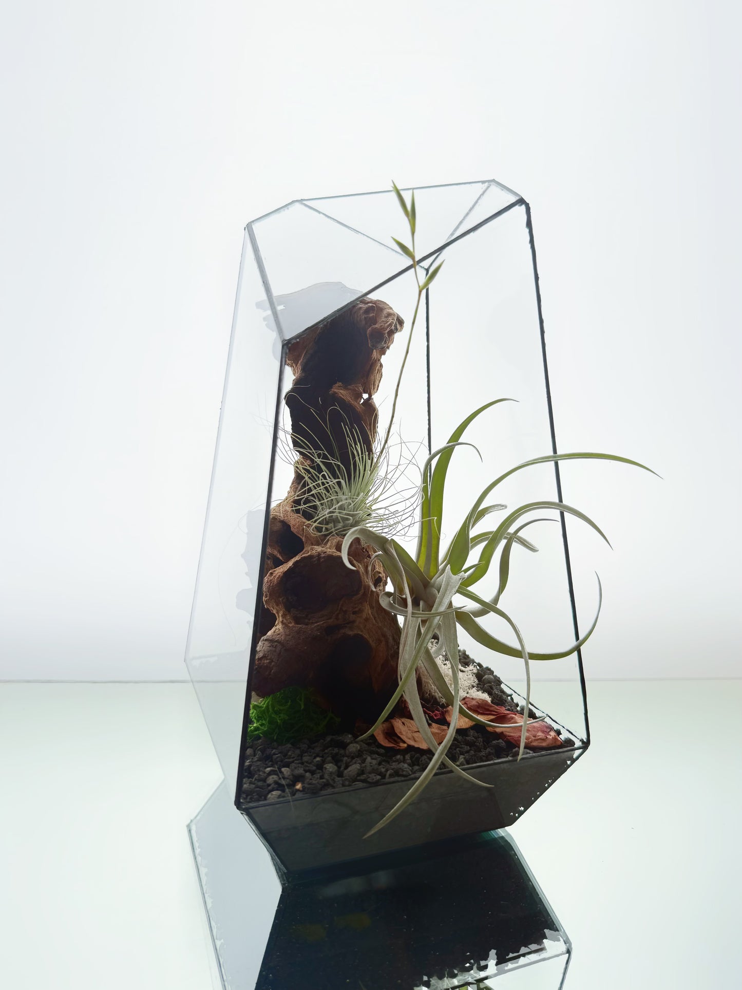 AirTerrarium