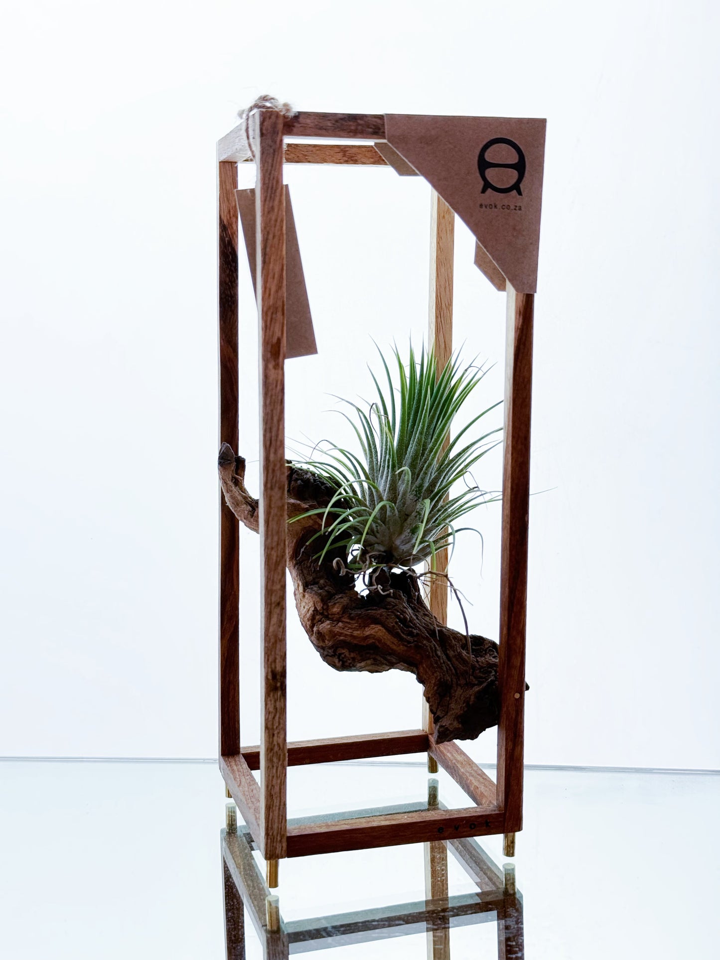 AirBonsai Medium
