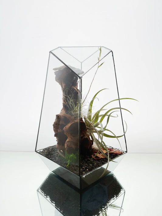 AirTerrarium