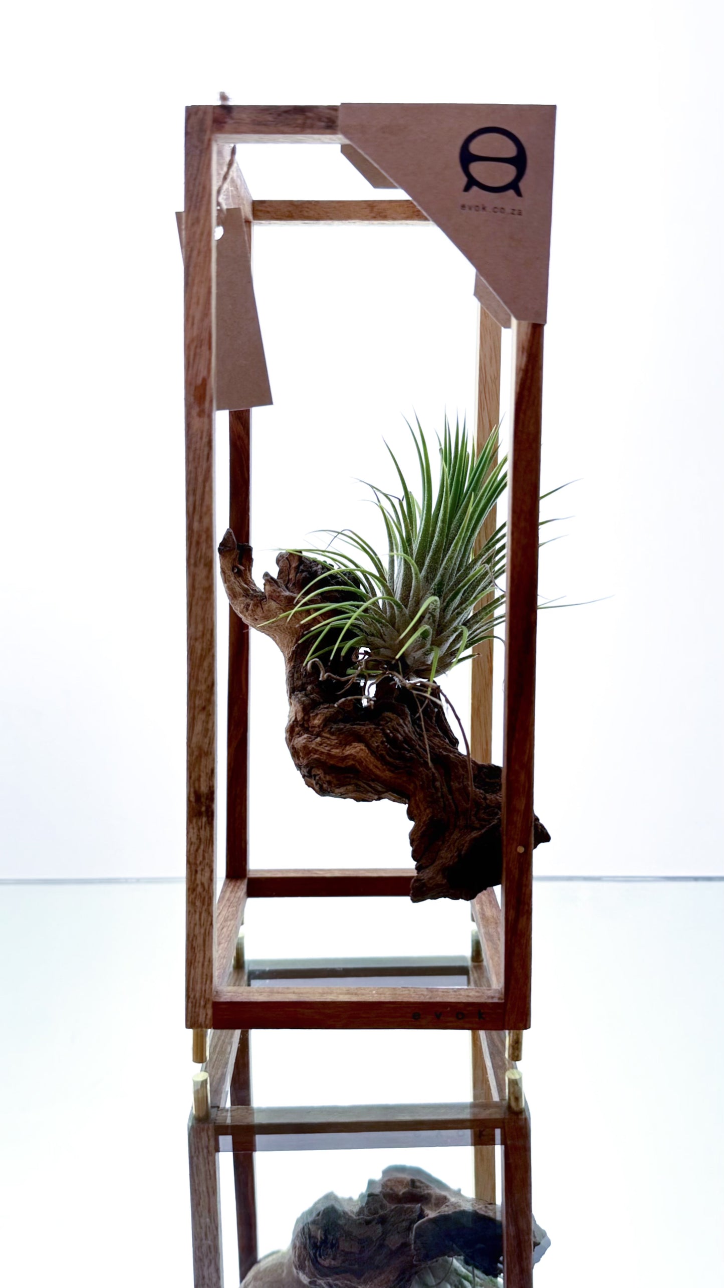 AirBonsai Medium