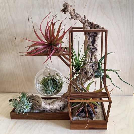 Custom Architect Airbonsai