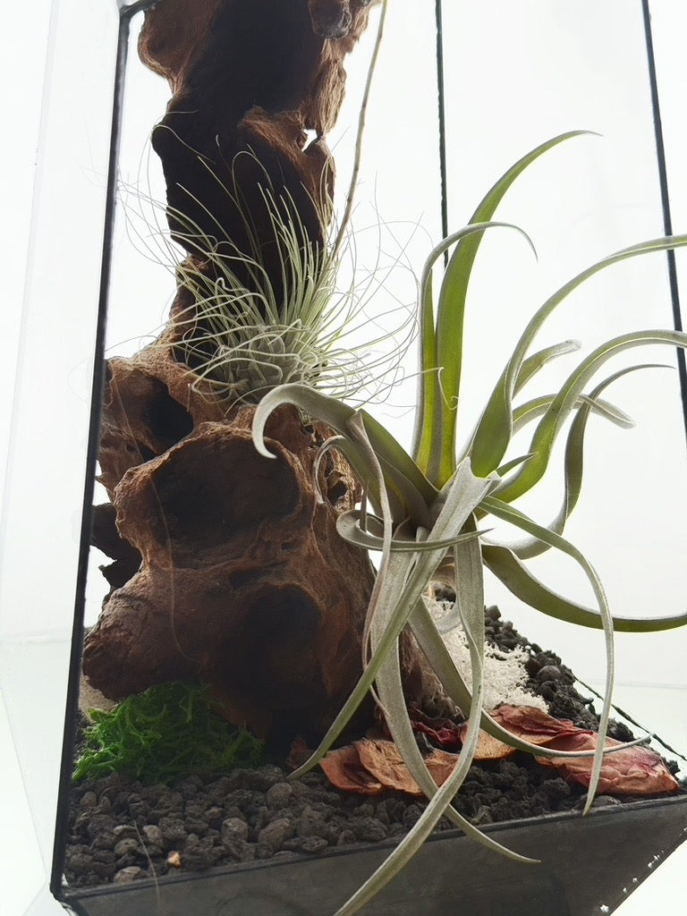 AirTerrarium