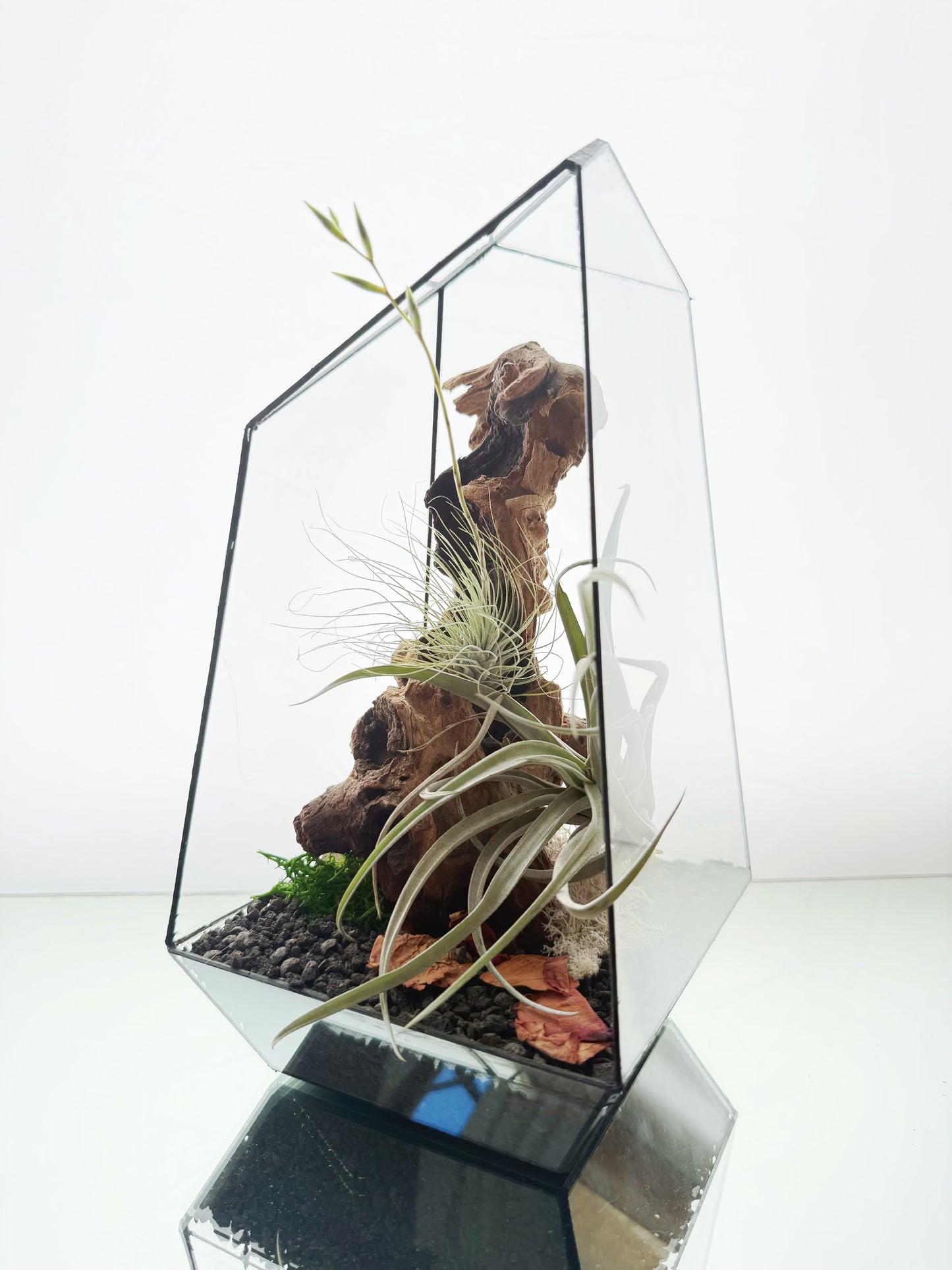AirTerrarium