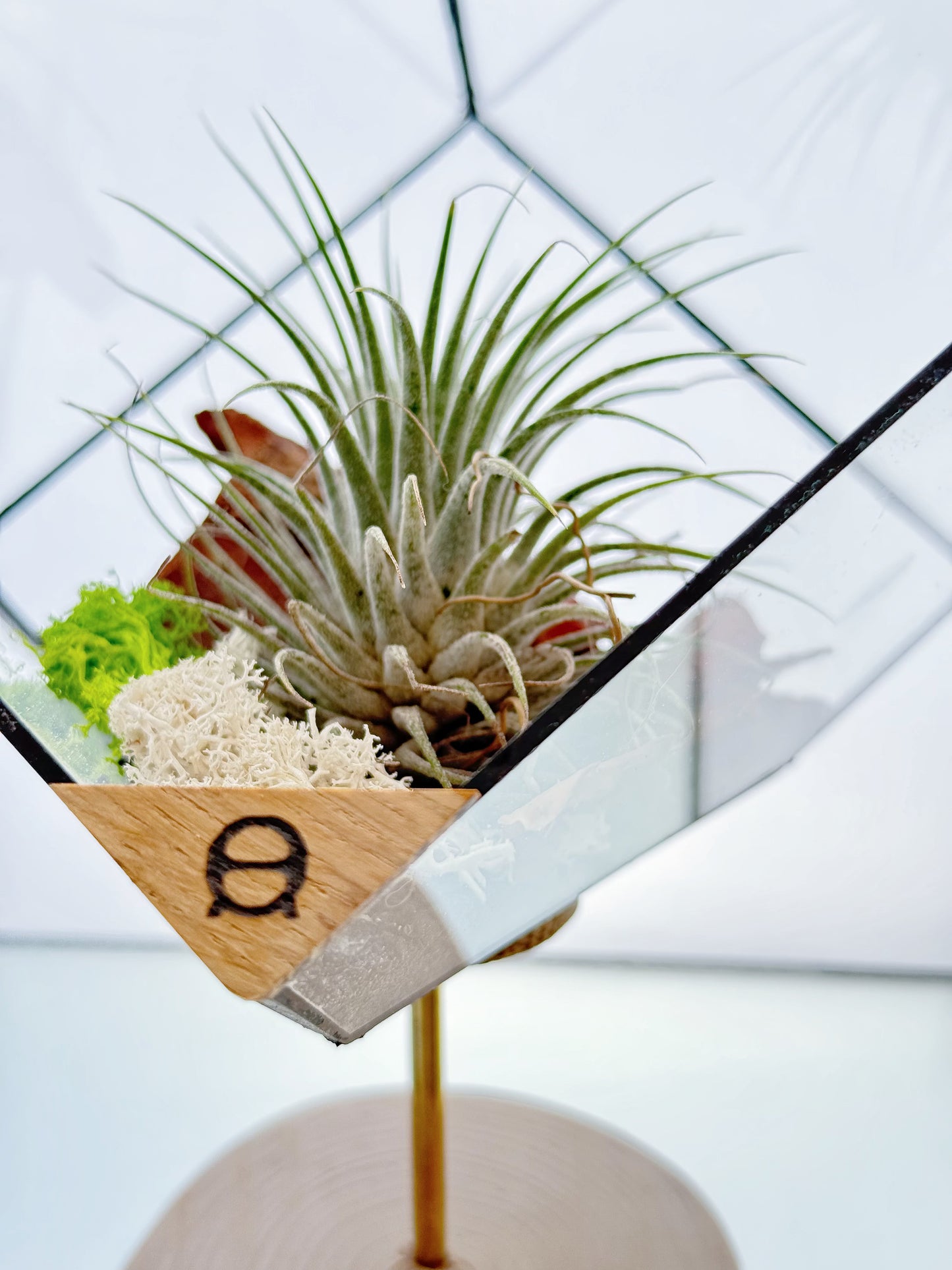 AirTerrarium - Diamond