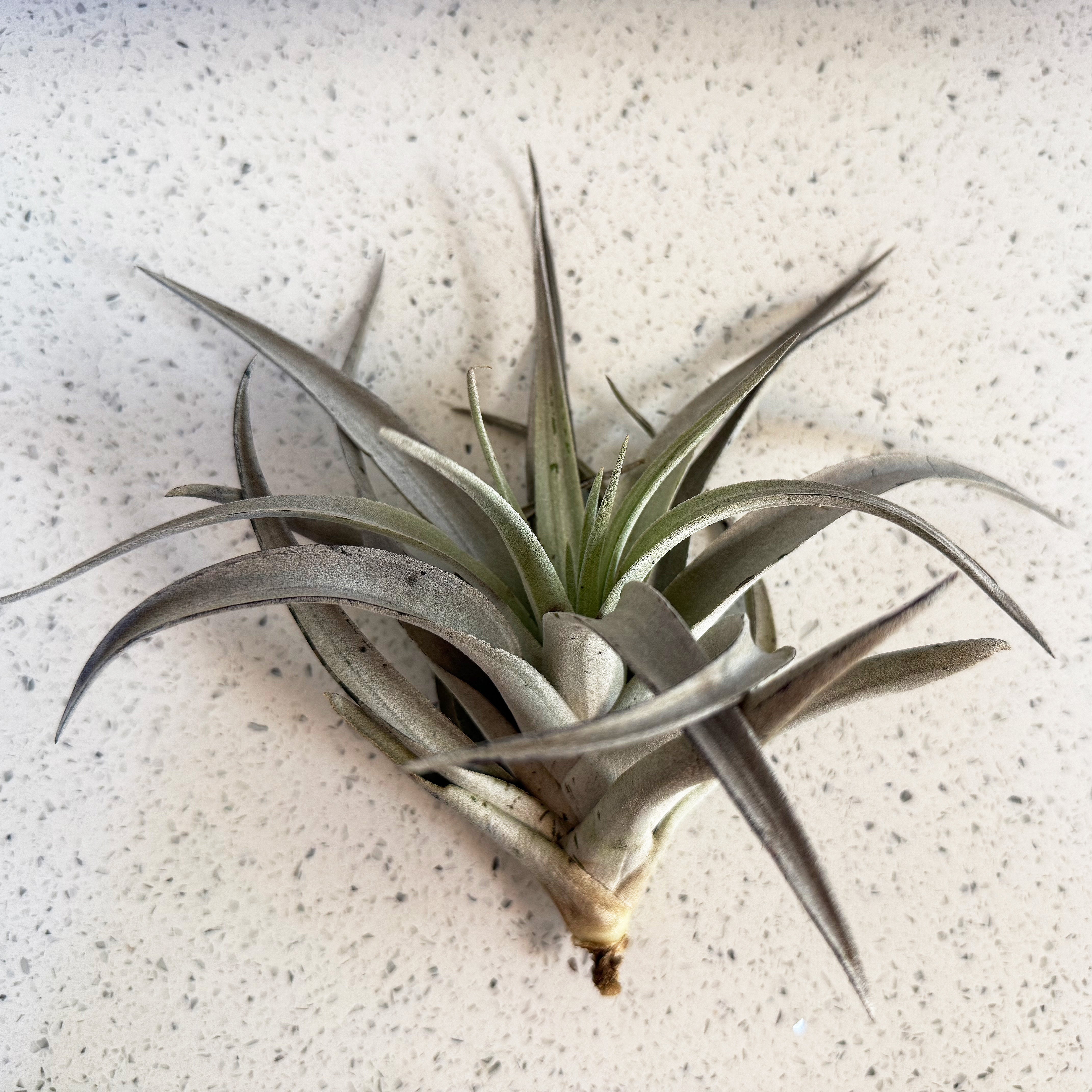 Air plant - Tillandsia - Harrisii – Evok Innovation