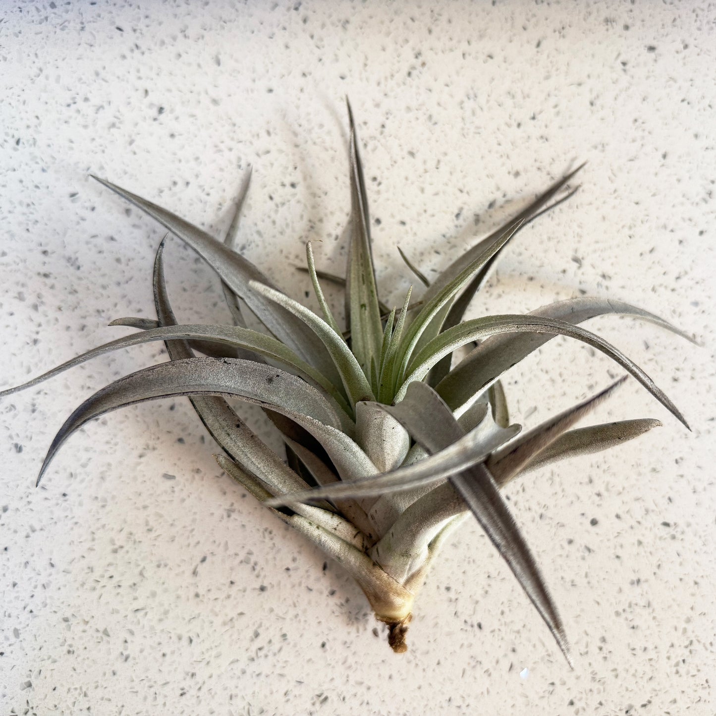 Air plant - Tillandsia - Harrisii