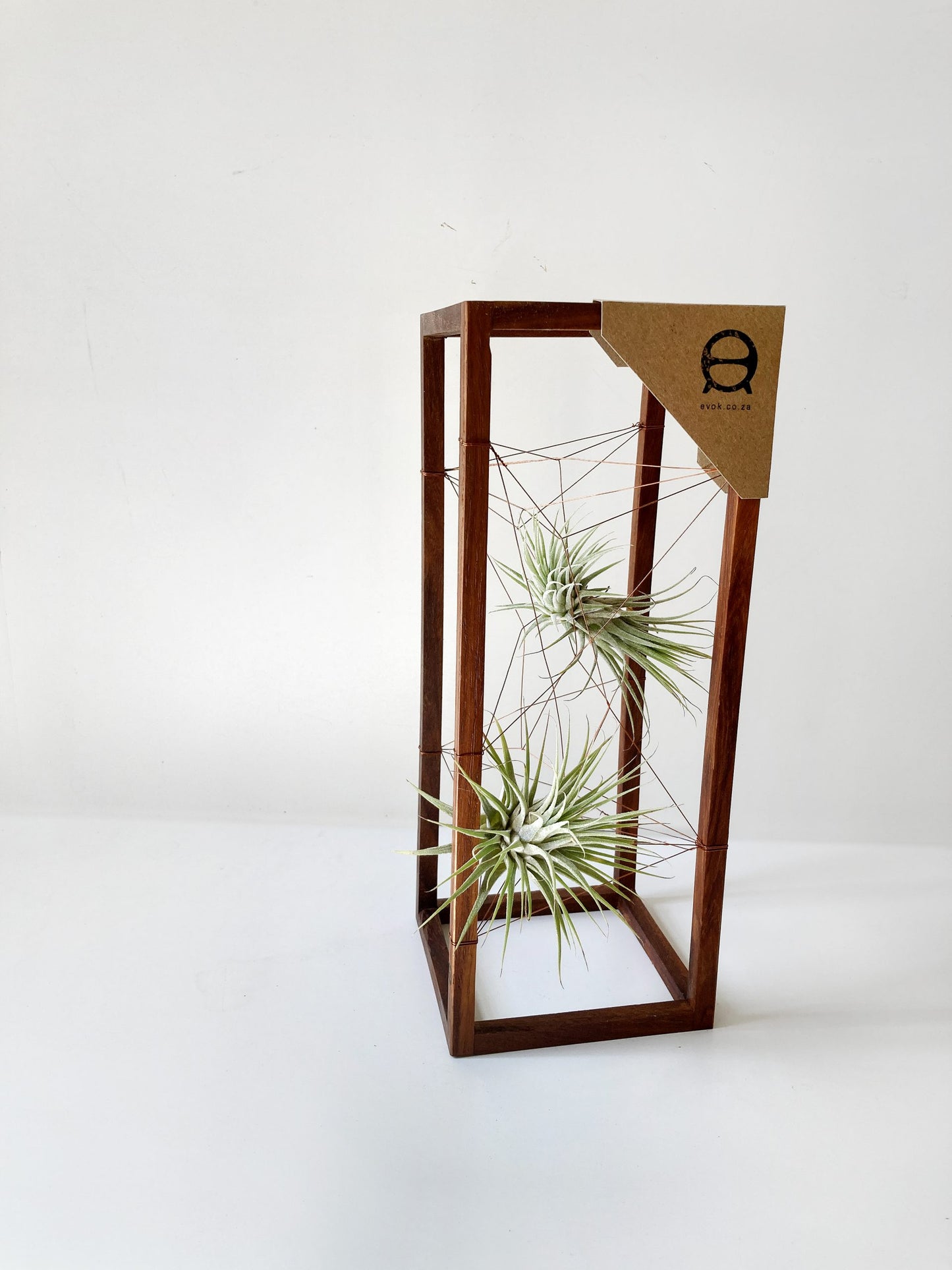 AirBonsai – Long Web