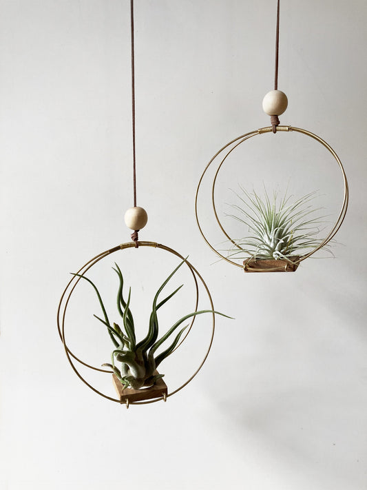 AirBonsai – Halo Float