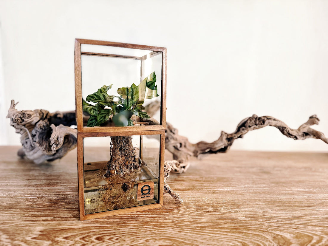 Hydro Bonsai
