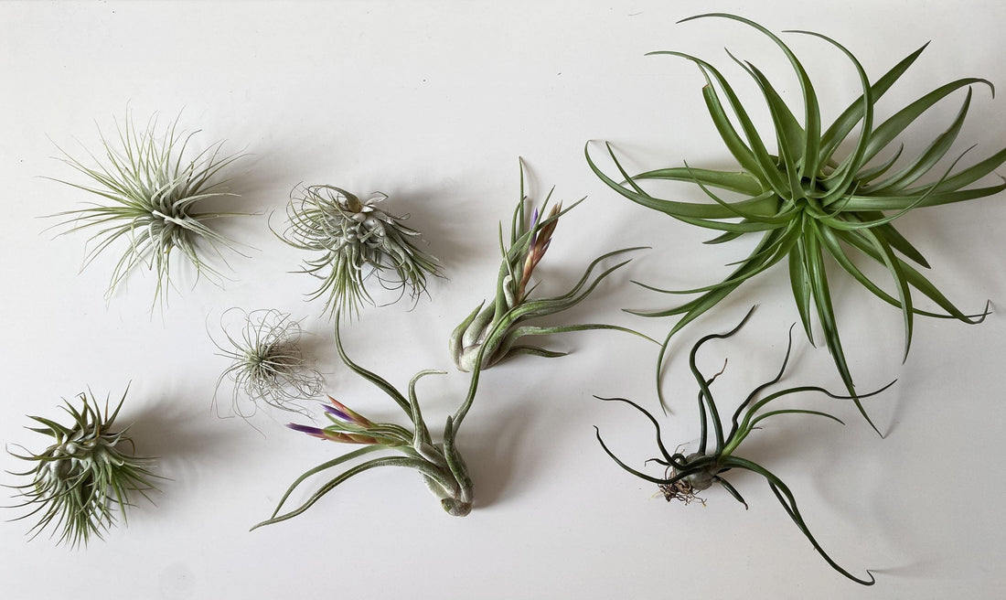 Watering Instructions for AirBonsai (Tillandsia)