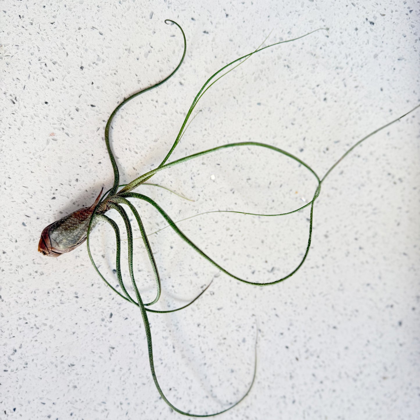 Air plant - Tillandsia - Butzii