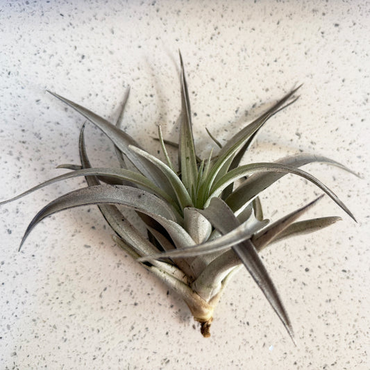 Air plant - Tillandsia - Harrisii