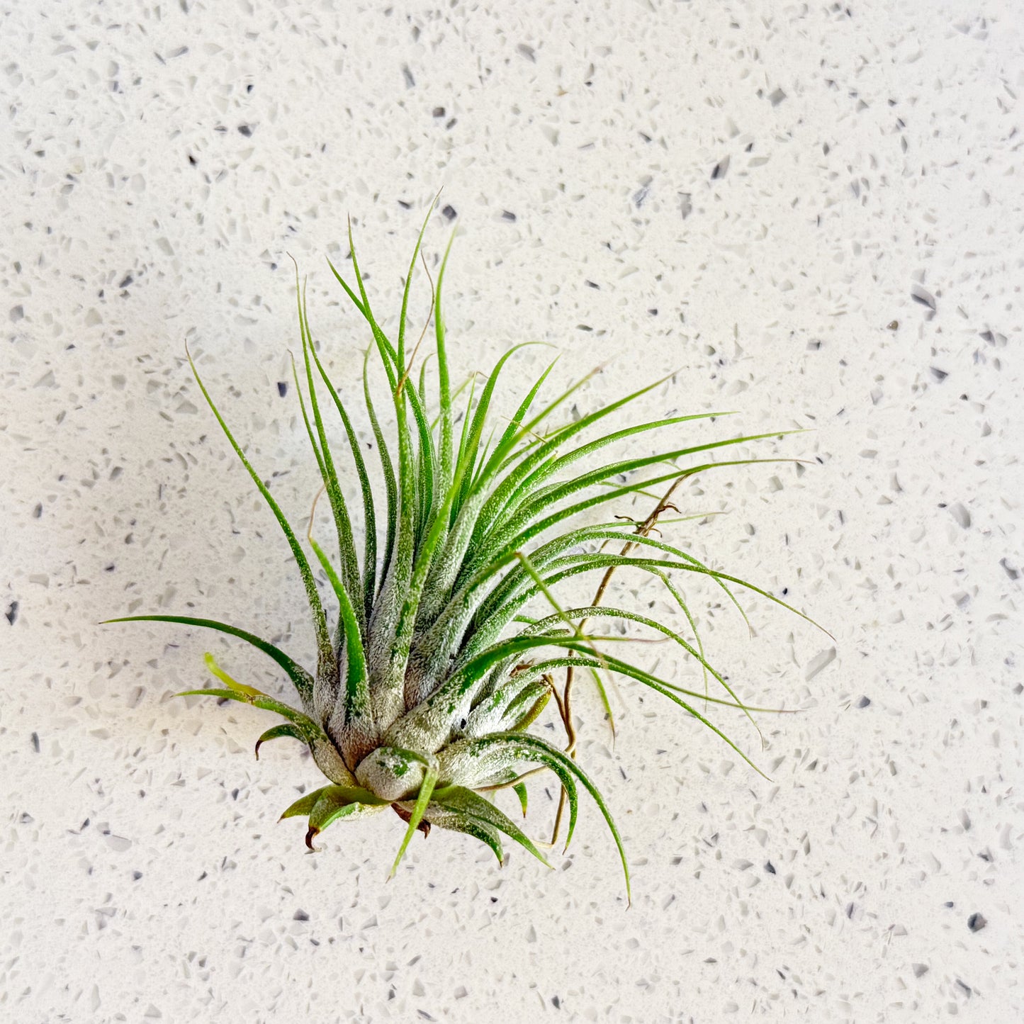 Air plant - Tillandsia - Ionantha