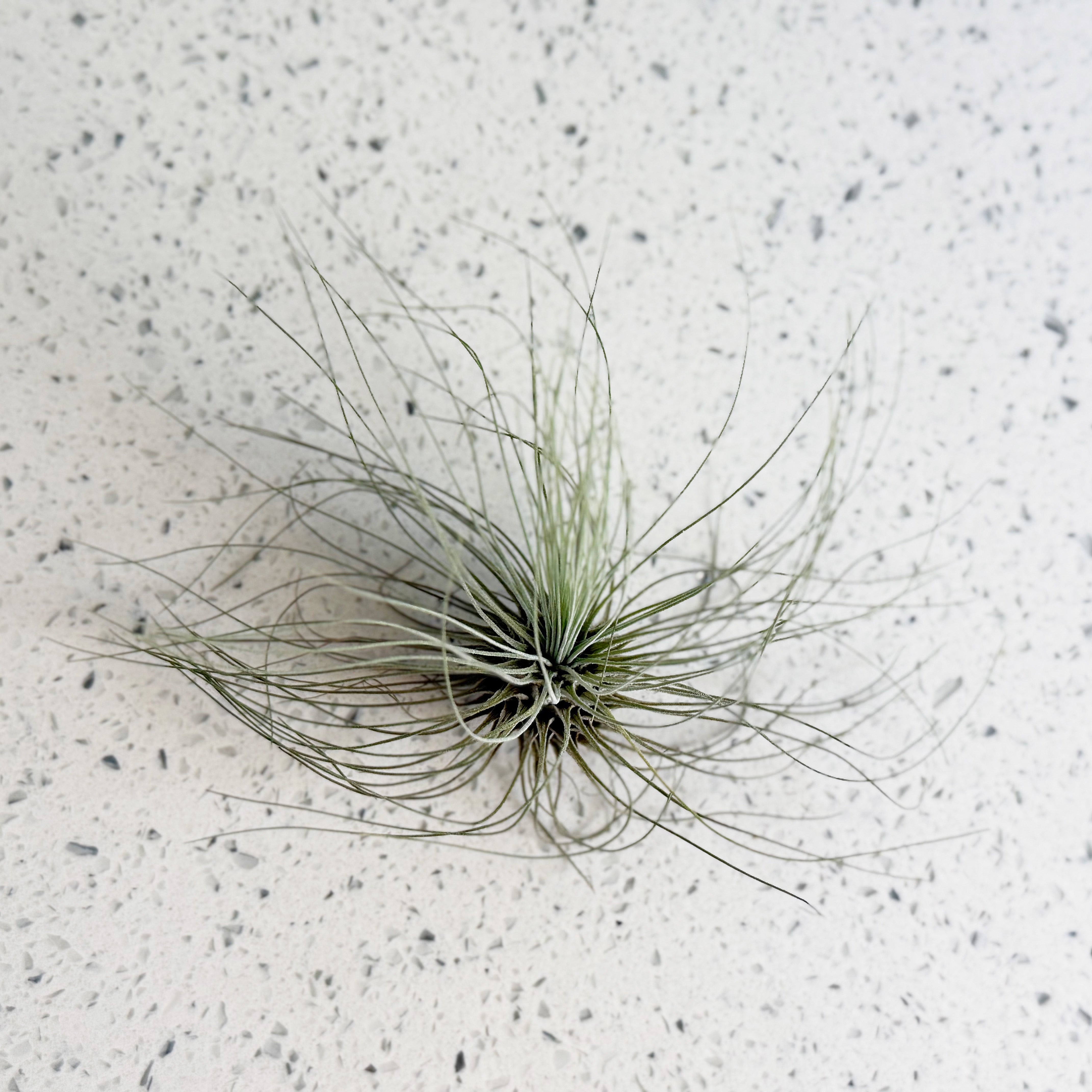 Air plant - Tillandsia - Fuchsii – Evok Innovation