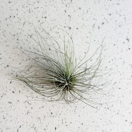 Air plant - Tillandsia - Fuchsii